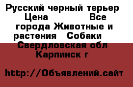 Русский черный терьер › Цена ­ 35 000 - Все города Животные и растения » Собаки   . Свердловская обл.,Карпинск г.